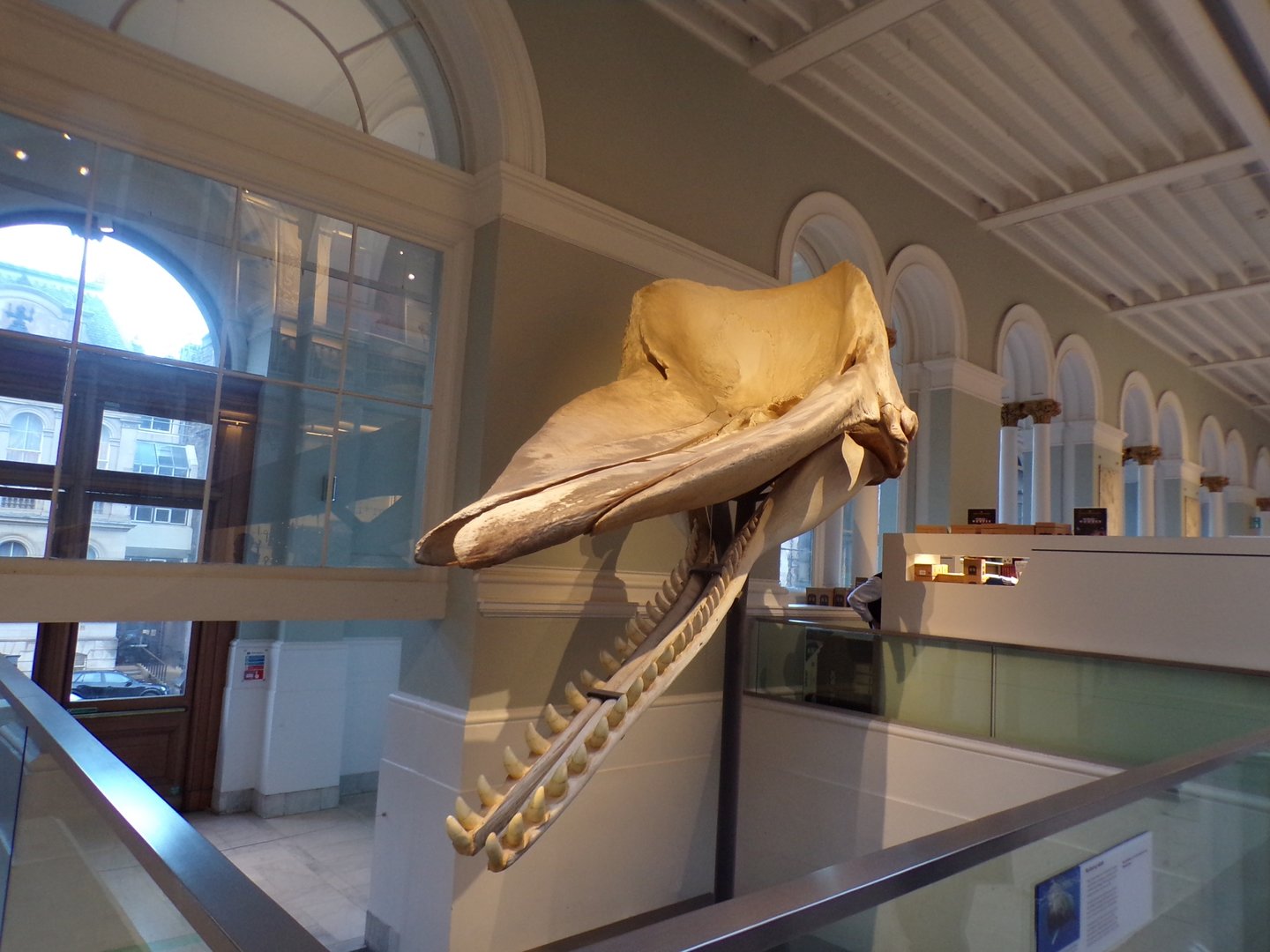 Sperm whale skull 30.12.22
