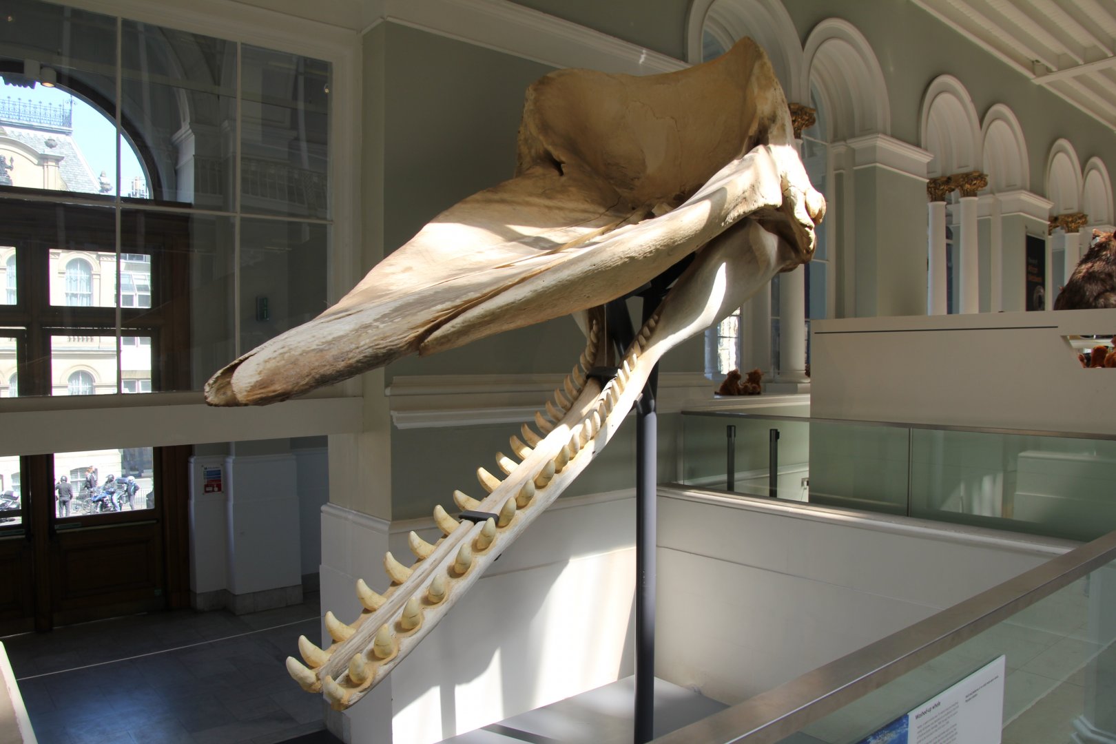 Sperm whale skull, National museum Scotland