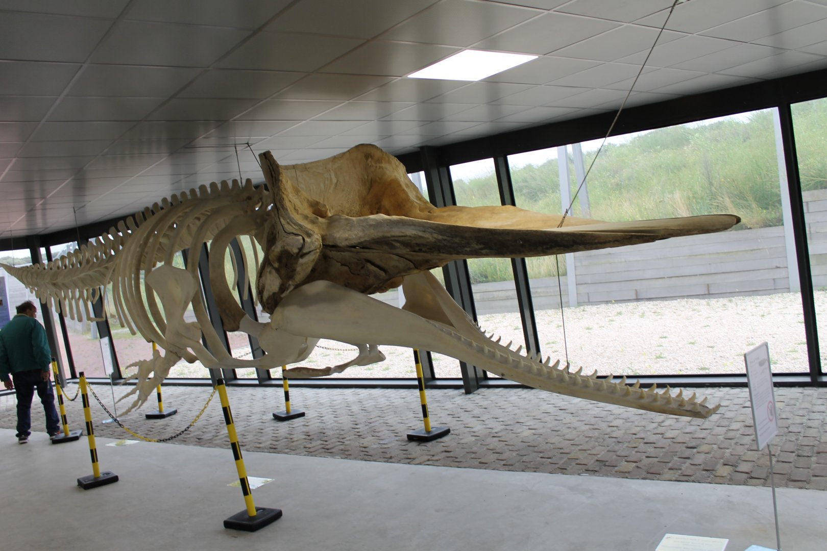Spermwhale skeleton