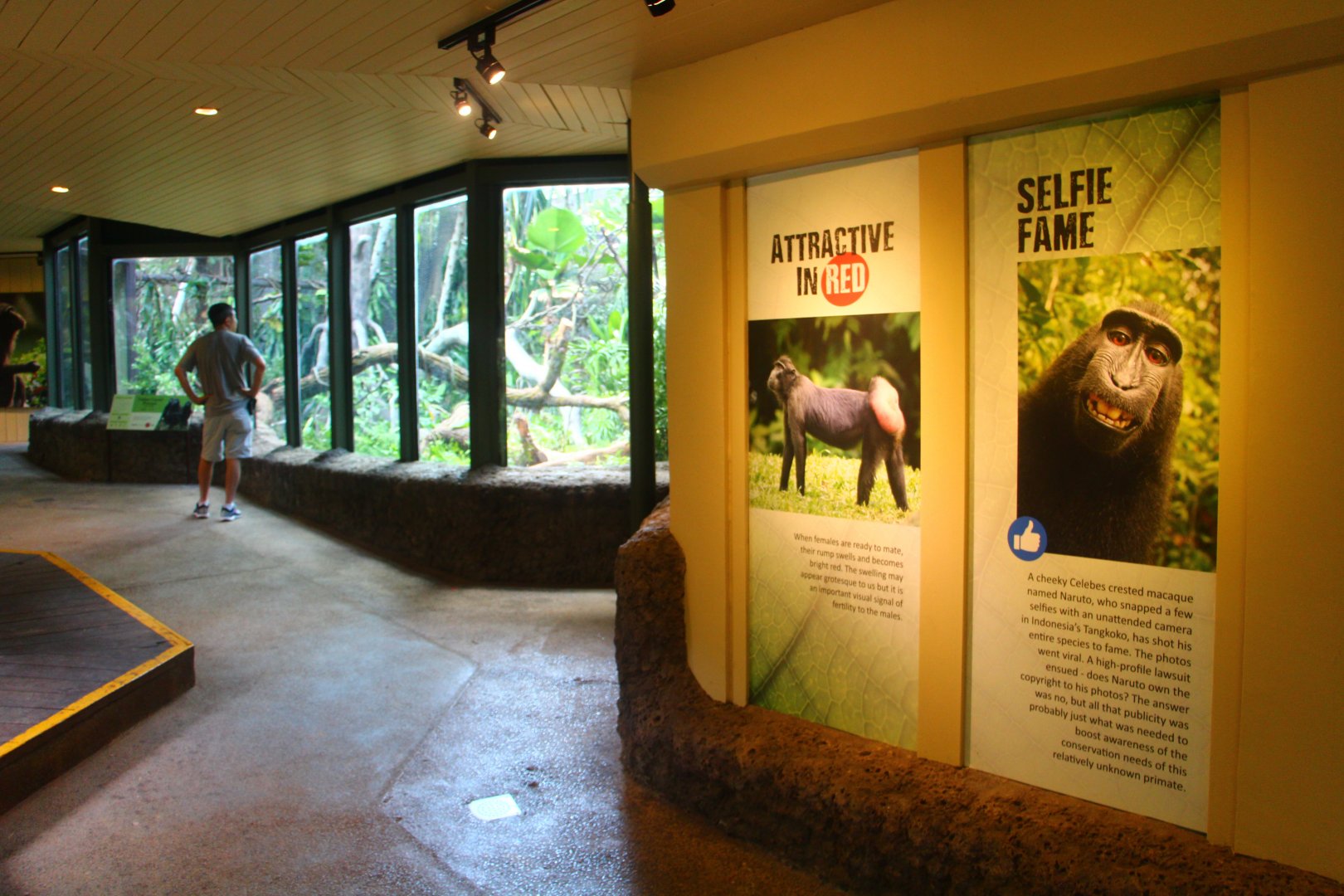SPH Foundation Conservation Centre - Celebes Crested Macaque