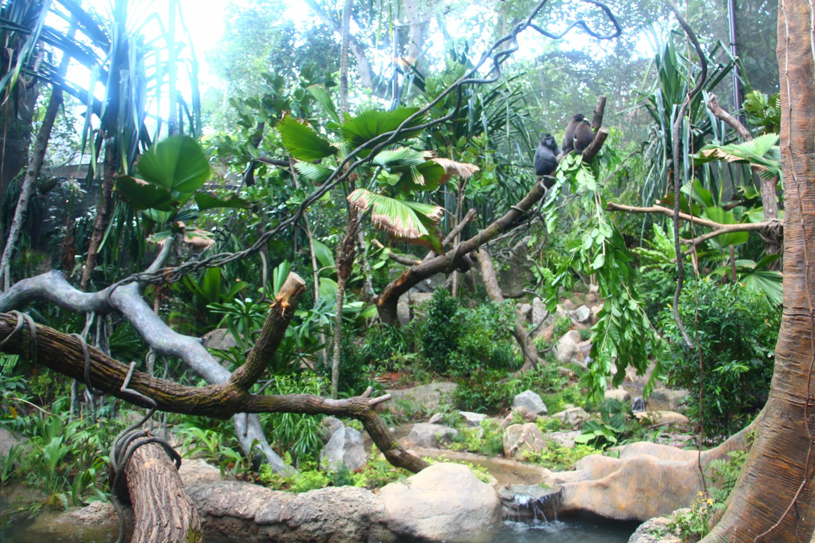 SPH Foundation Conservation Centre - Celebes Crested Macaque