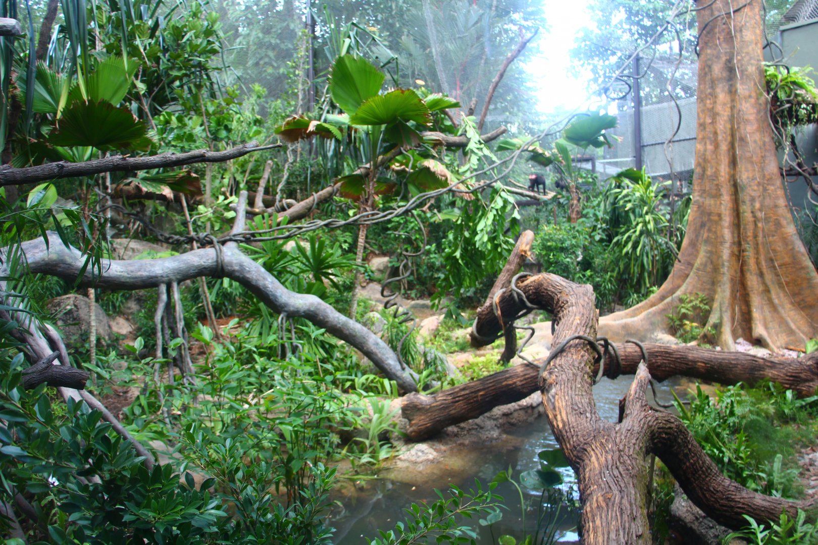 SPH Foundation Conservation Centre - Celebes Crested Macaque