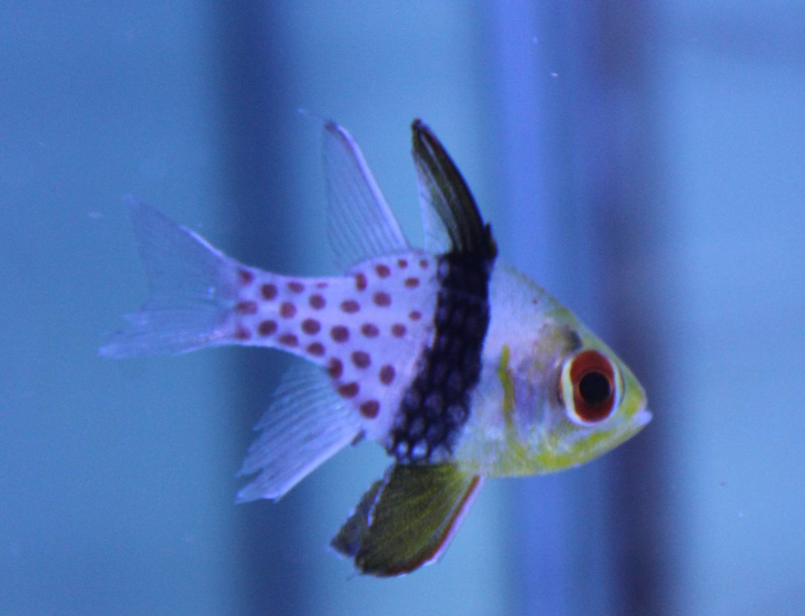 Sphaeramia nematoptera