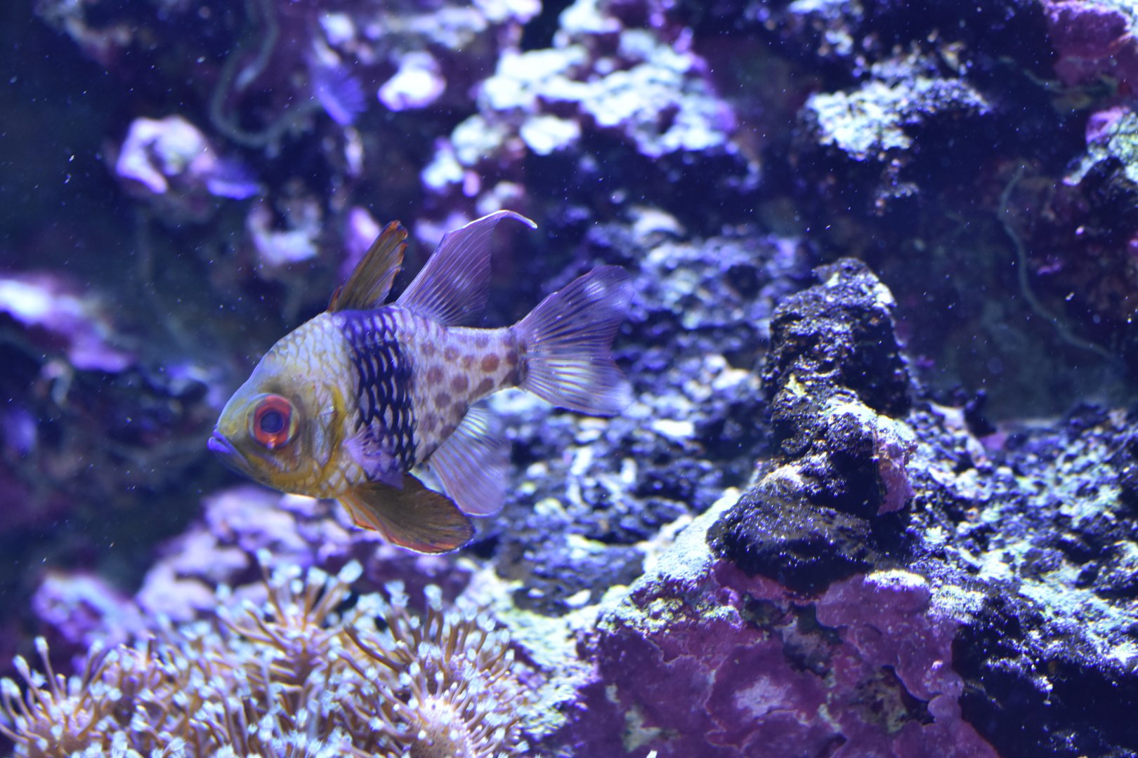 Sphaeramia nematoptera