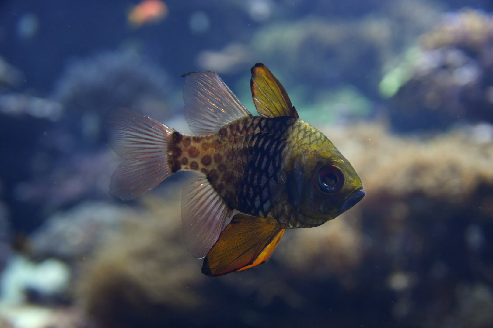 Sphaeramia nematoptera