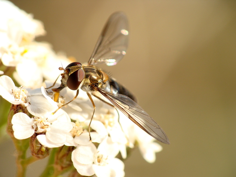 Sphaerophoria scripta