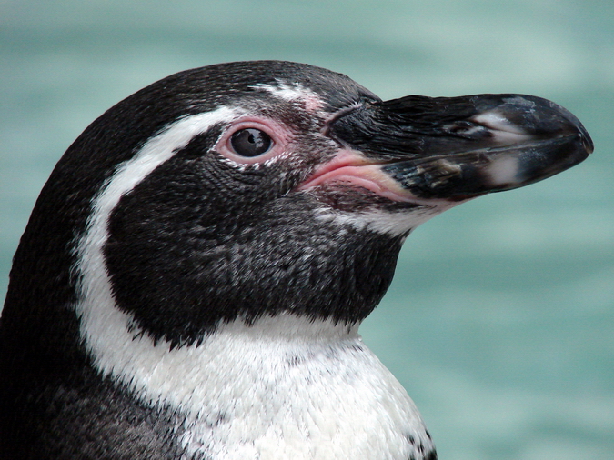Spheniscus humboldti / Humboldt penguin