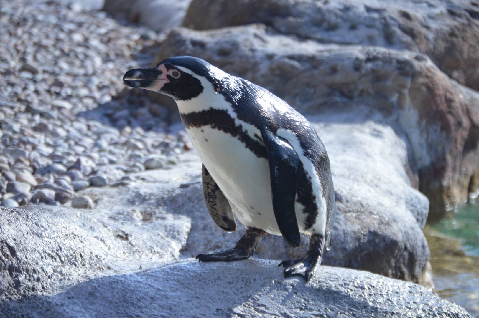 Spheniscus humboldti