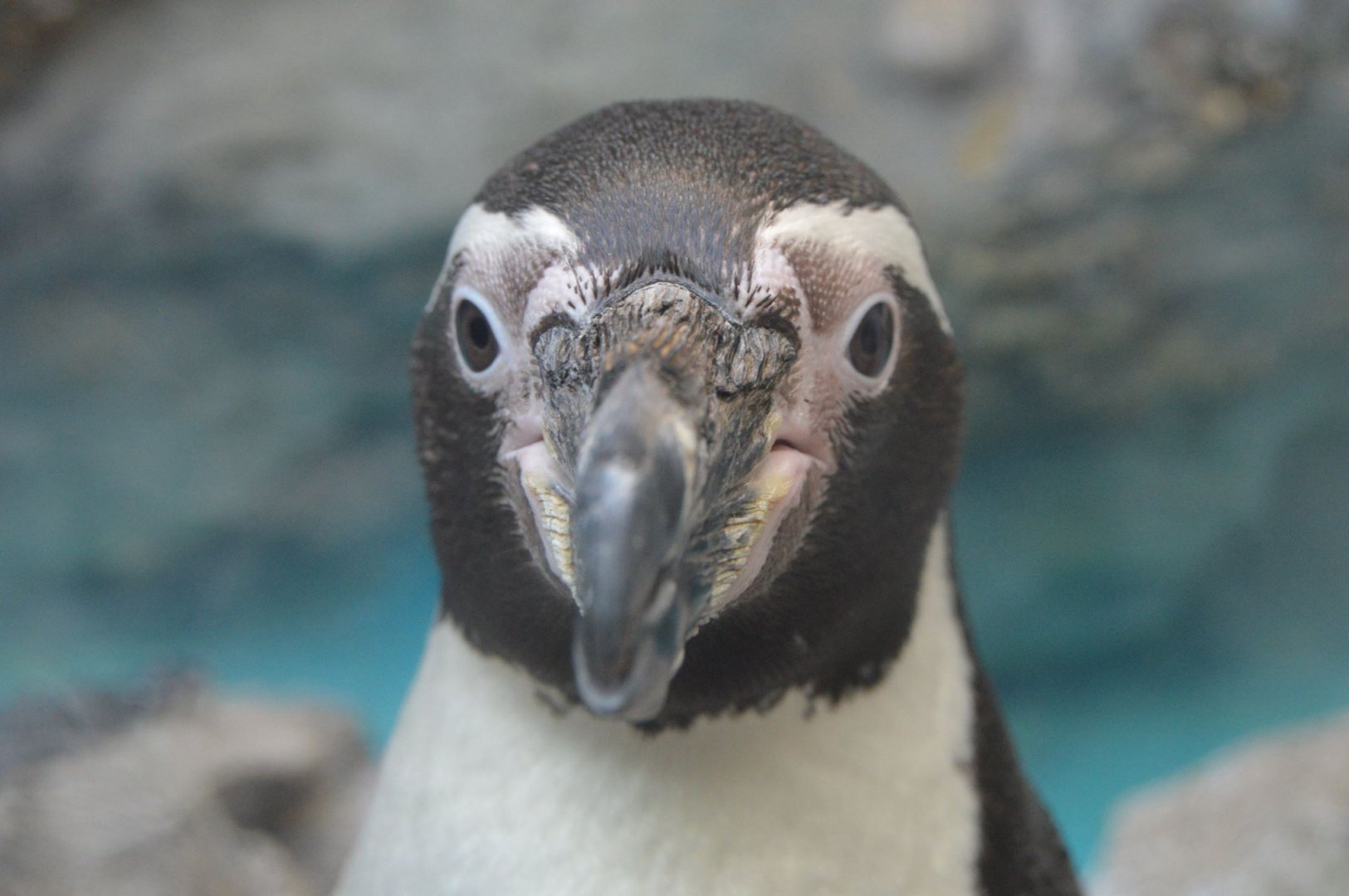 Spheniscus humboldti