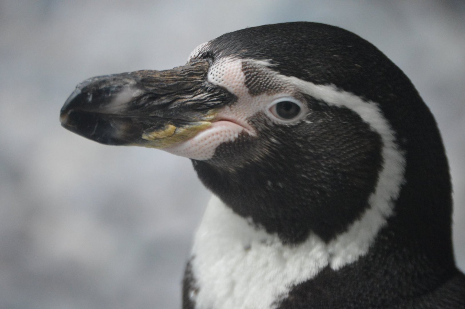 Spheniscus humboldti