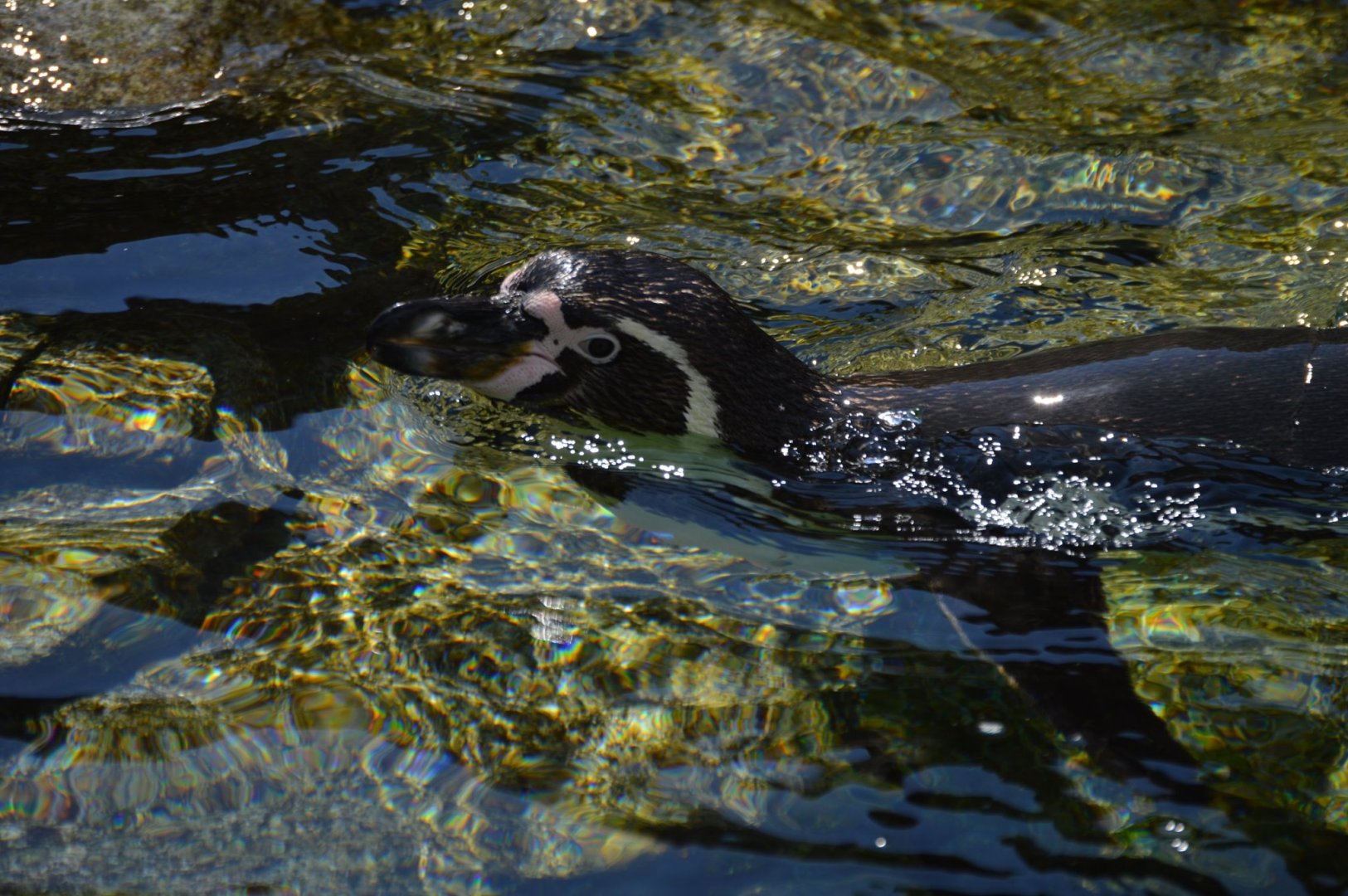 Spheniscus humboldti