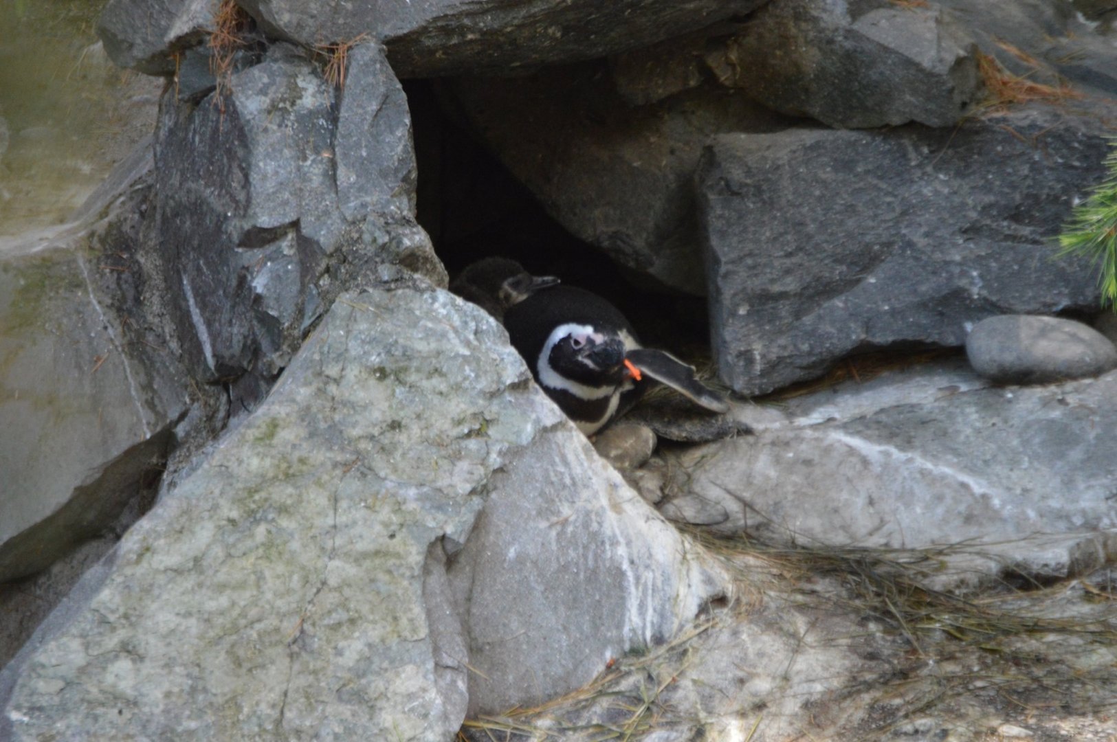 Spheniscus magellanicus (Spot the chick)