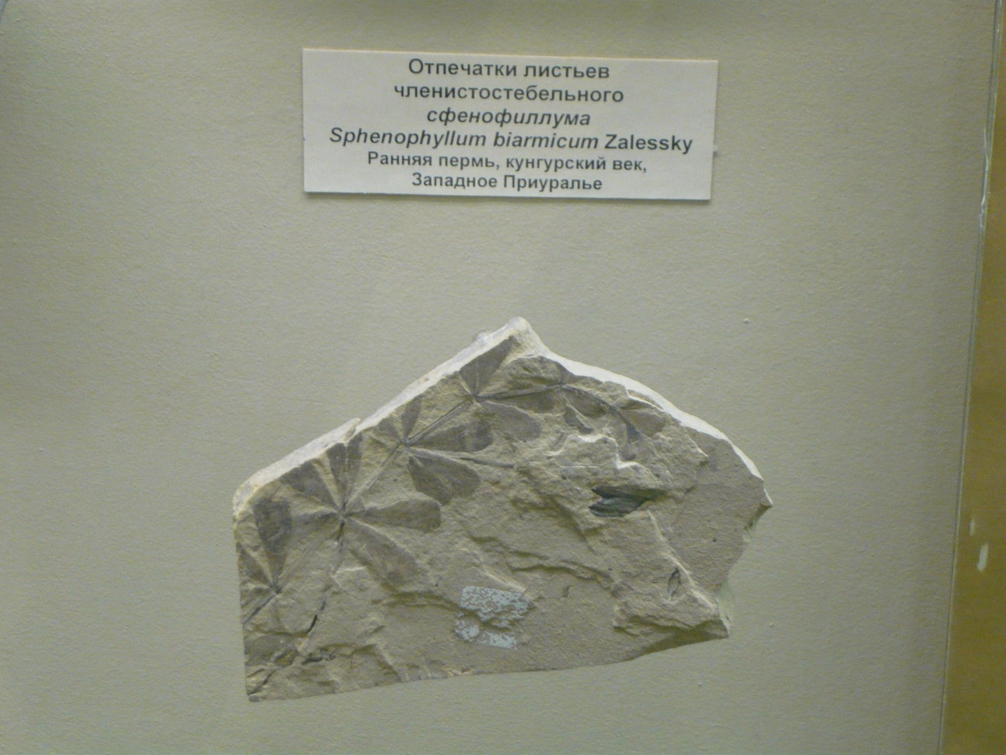 Sphenophyllum biarmicum