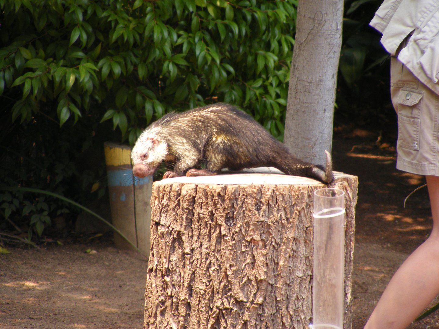 Sphiggurus porcupine ID?