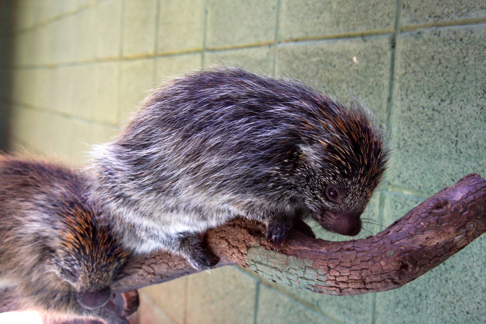Sphiggurus spinosus- Paraguaian hairy dwarf porcupine
