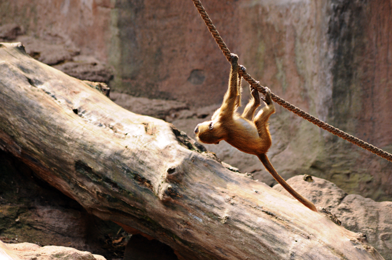 Sphinx baboon at Nurnberg