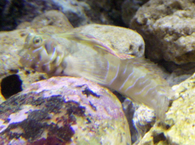 Sphinx Blenny (Aidablennius sphynx)