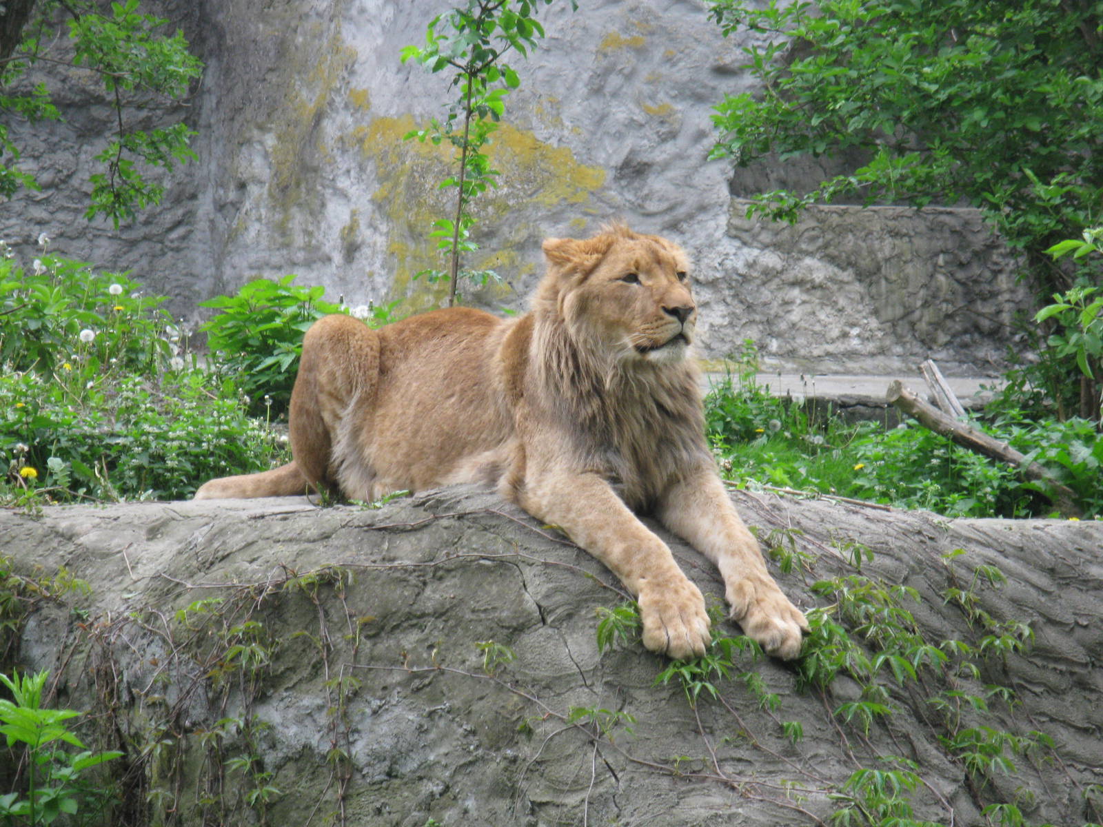 Sphinx - lion male