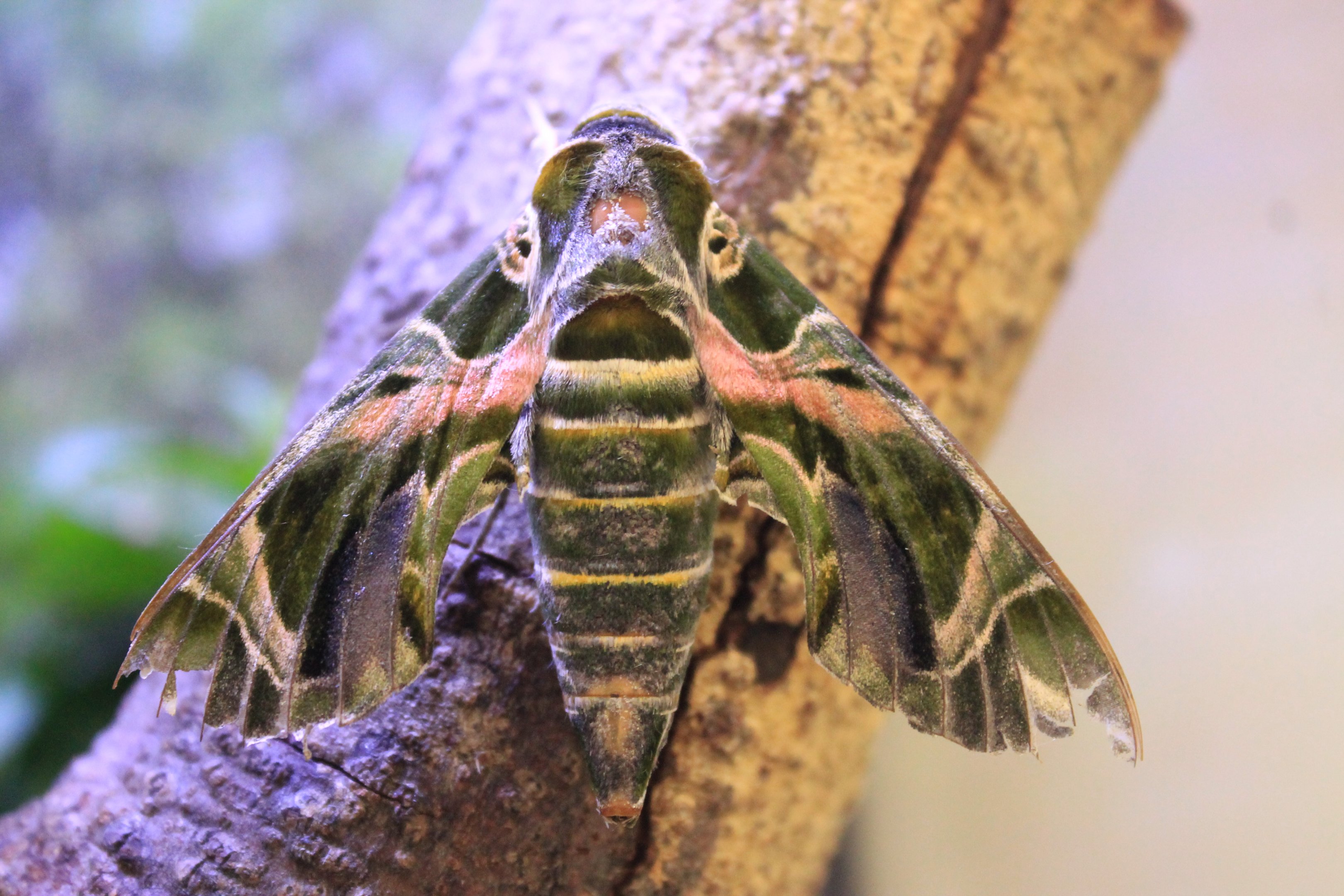 Sphinx Moth (Daphnis nerii)