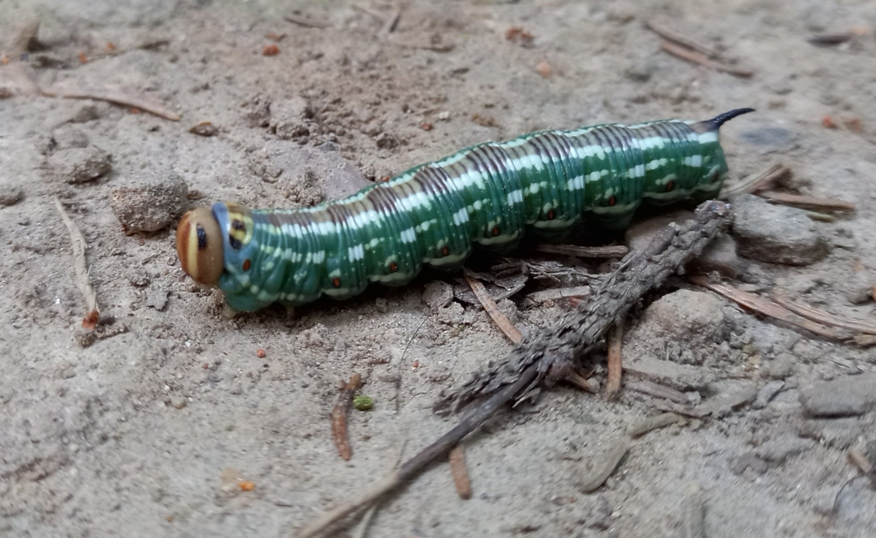Sphinx pinastri caterpillar