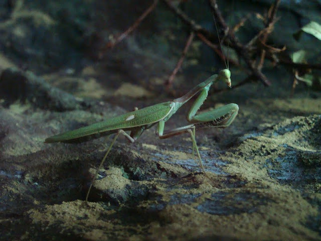 Sphodromantis gastrica