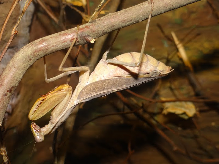 Sphodromantis gastrica