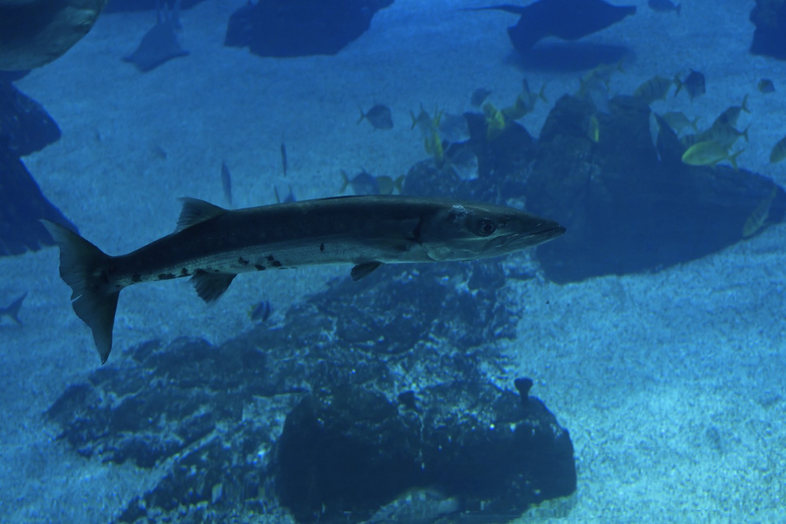 Sphyraena barracuda