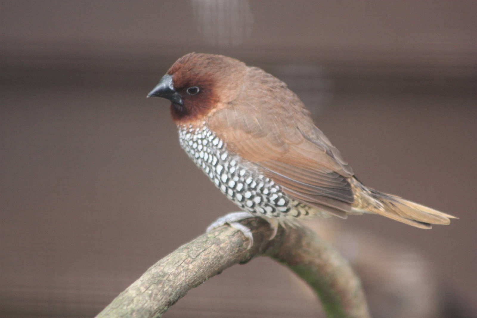 Spice Bird, 28th June 2014