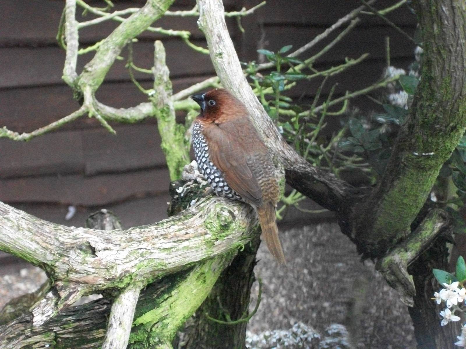 Spice Bird, 2nd August 2014