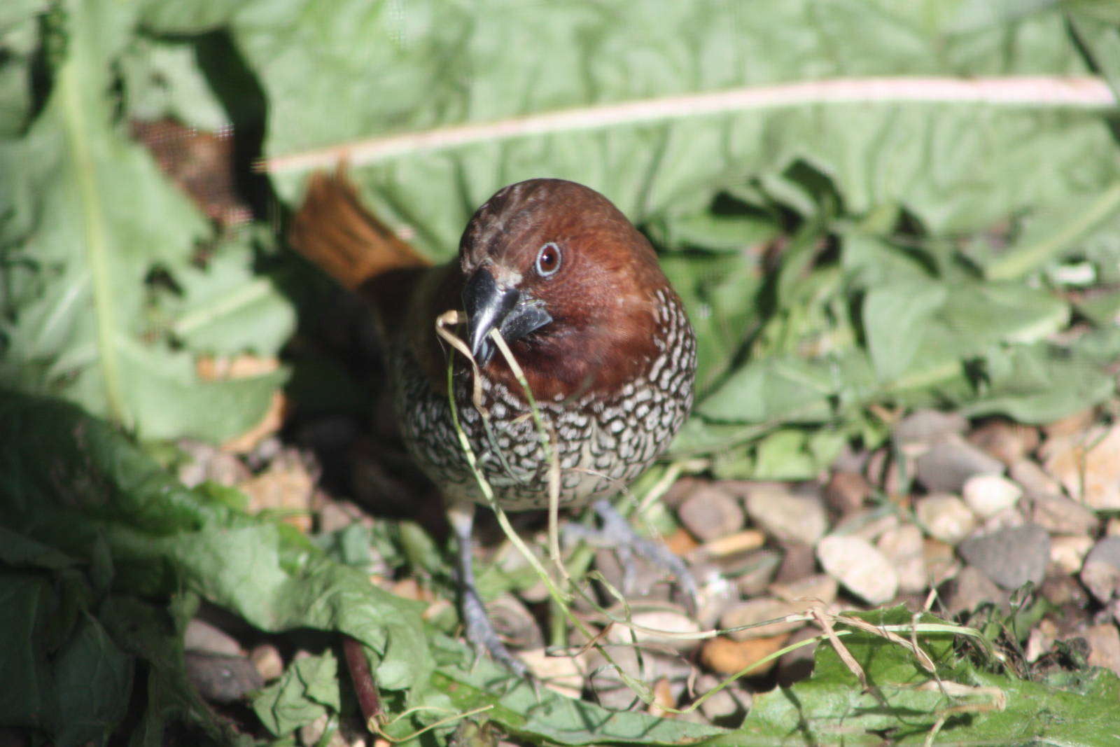 Spice Bird, 9th August 2014