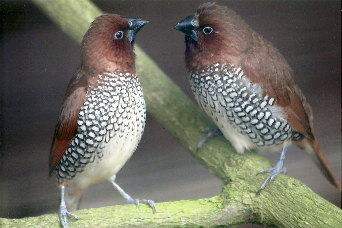 Spice Birds, 14th August 2014