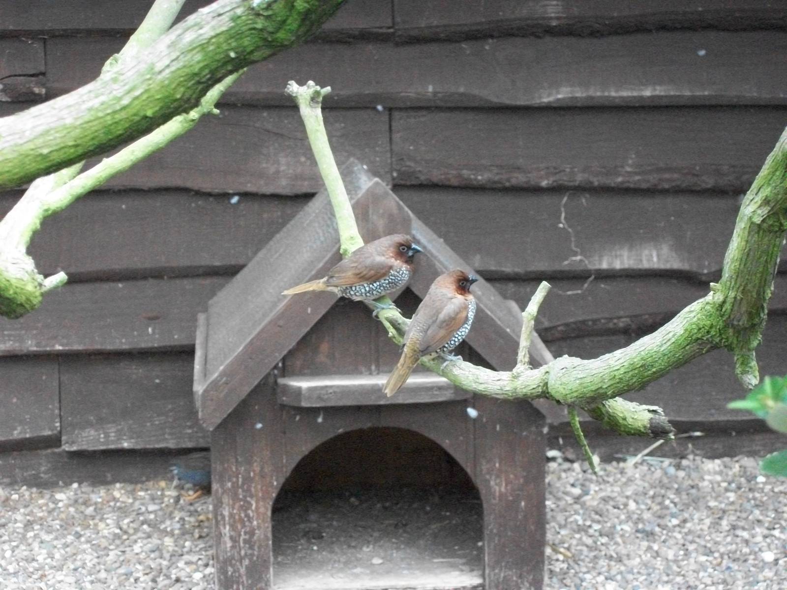 Spice Birds - one arrived today, 27th June 2014