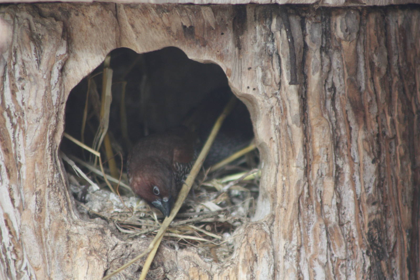 Spice Birds taking over the Diamond Dove nest? 13th July 2014