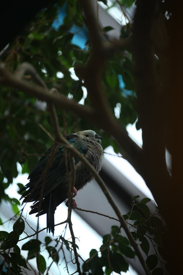 Spice imperial-pigeon (Ducula myristicivora)
