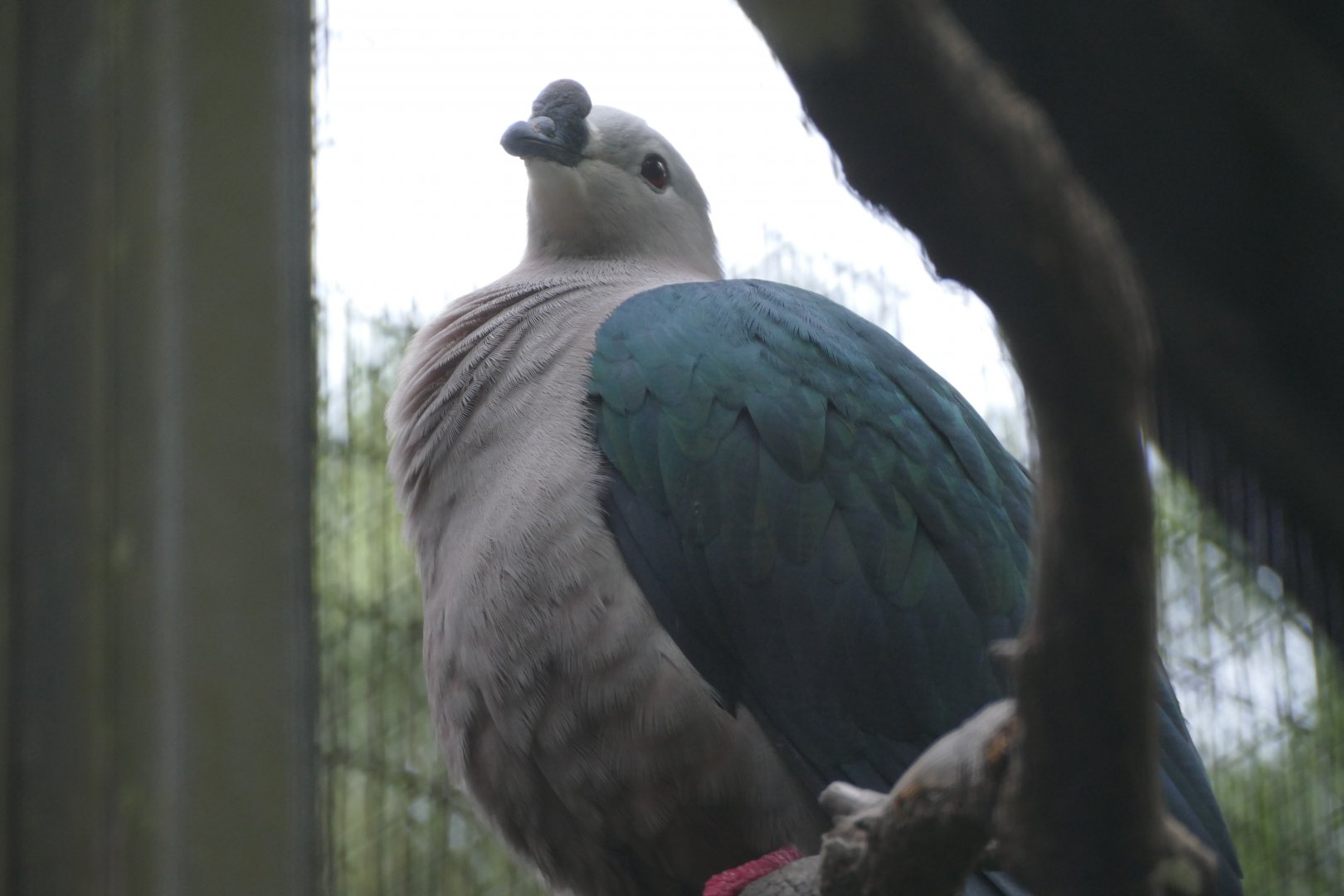 Spice imperial pigeon