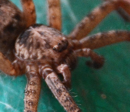 Spider 1 Sp.?