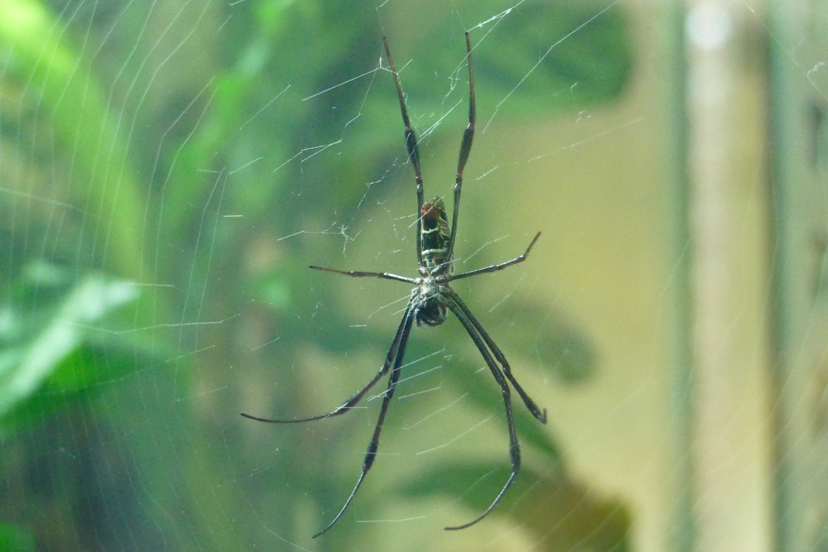 Spider, Amphibian Ark, March 2019