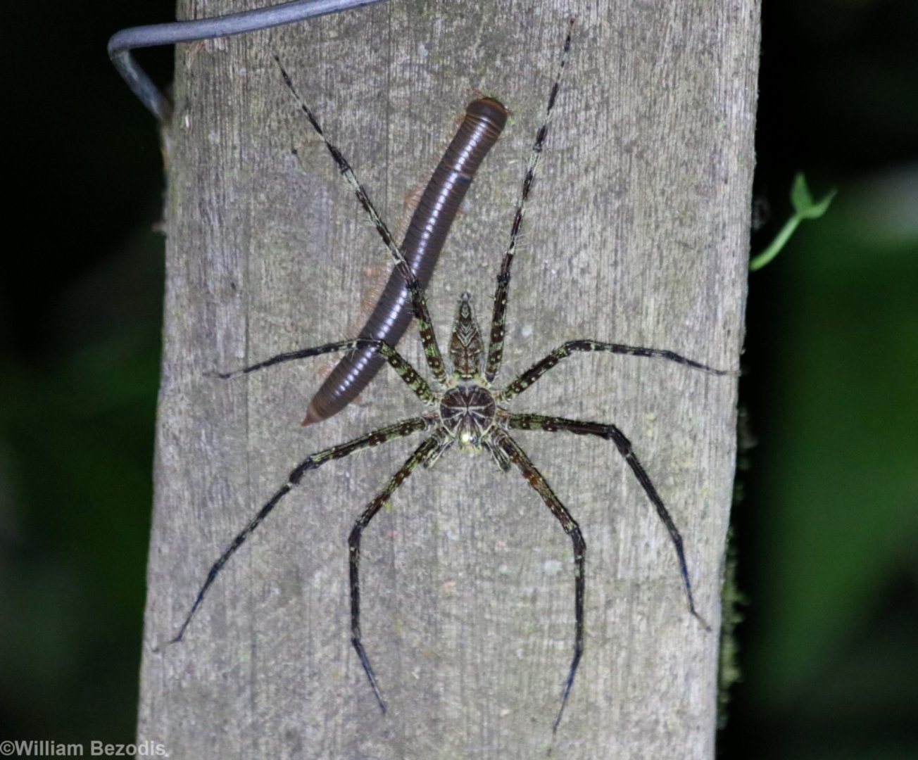Spider and Millipede - Danum Valley