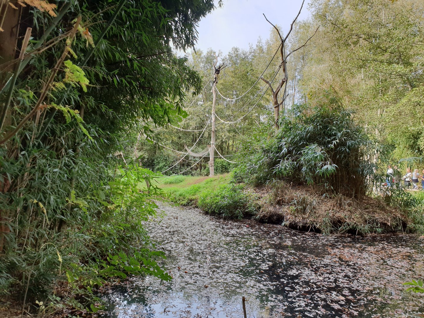 Spider and Squirrel monkey island