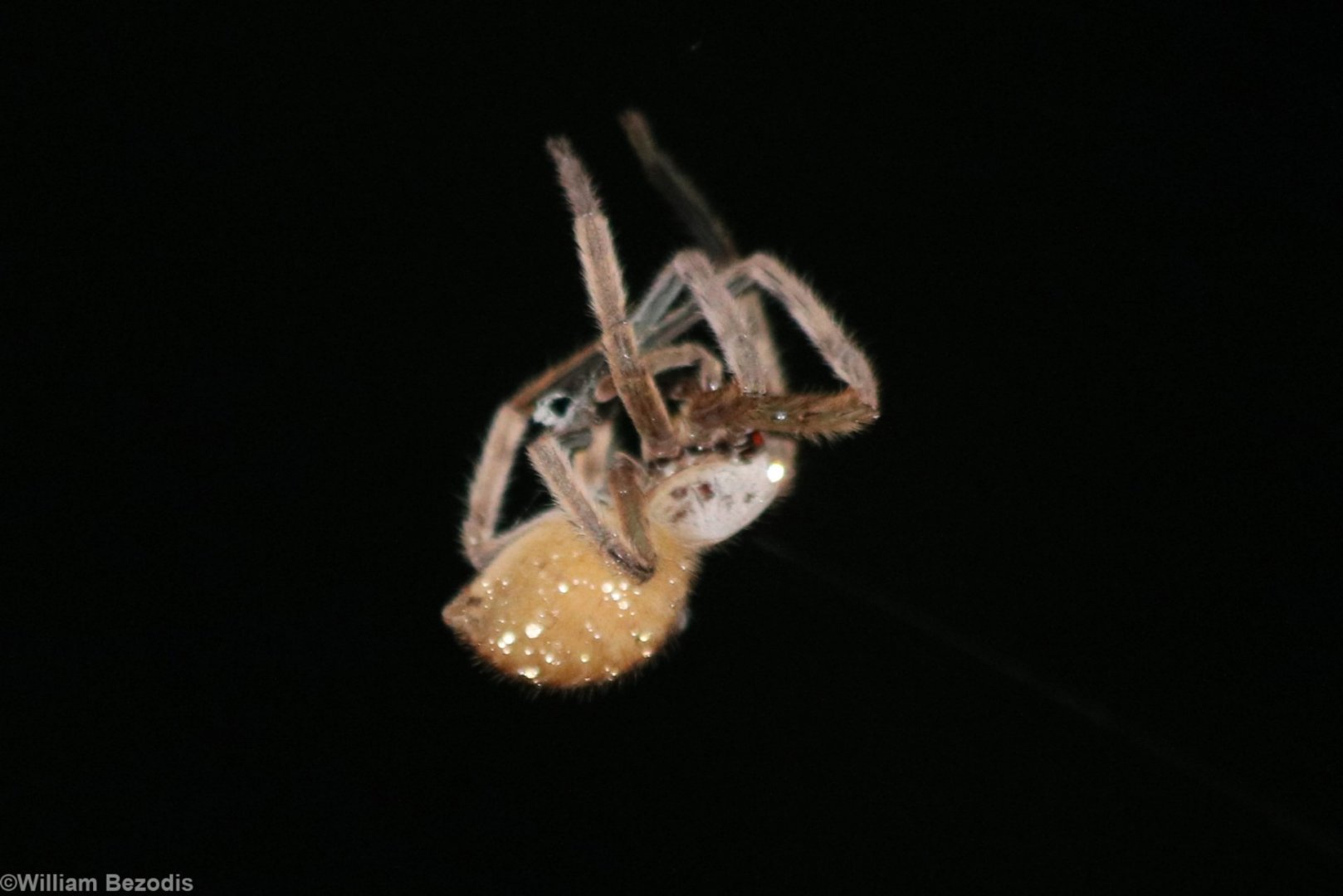 Spider at Night - Cat Tien