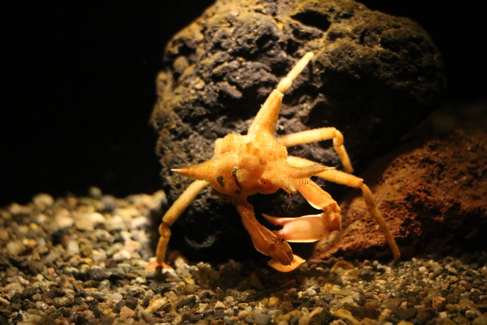 Spider crab, February 2016