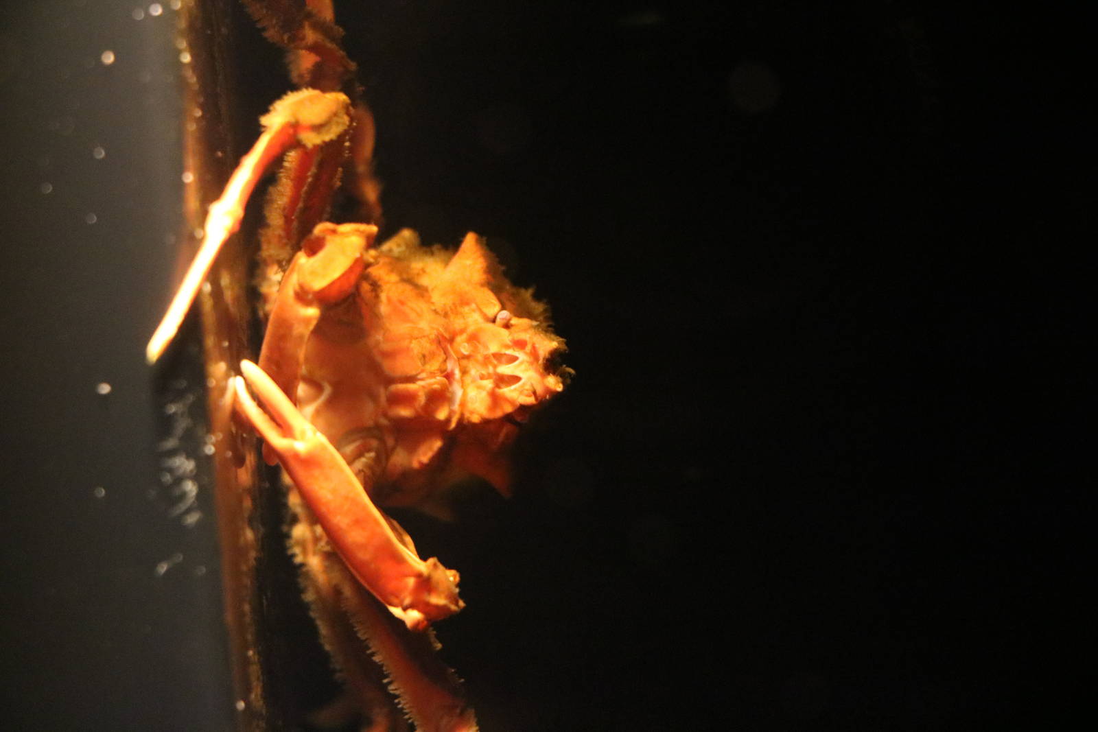 Spider crab, February 2016