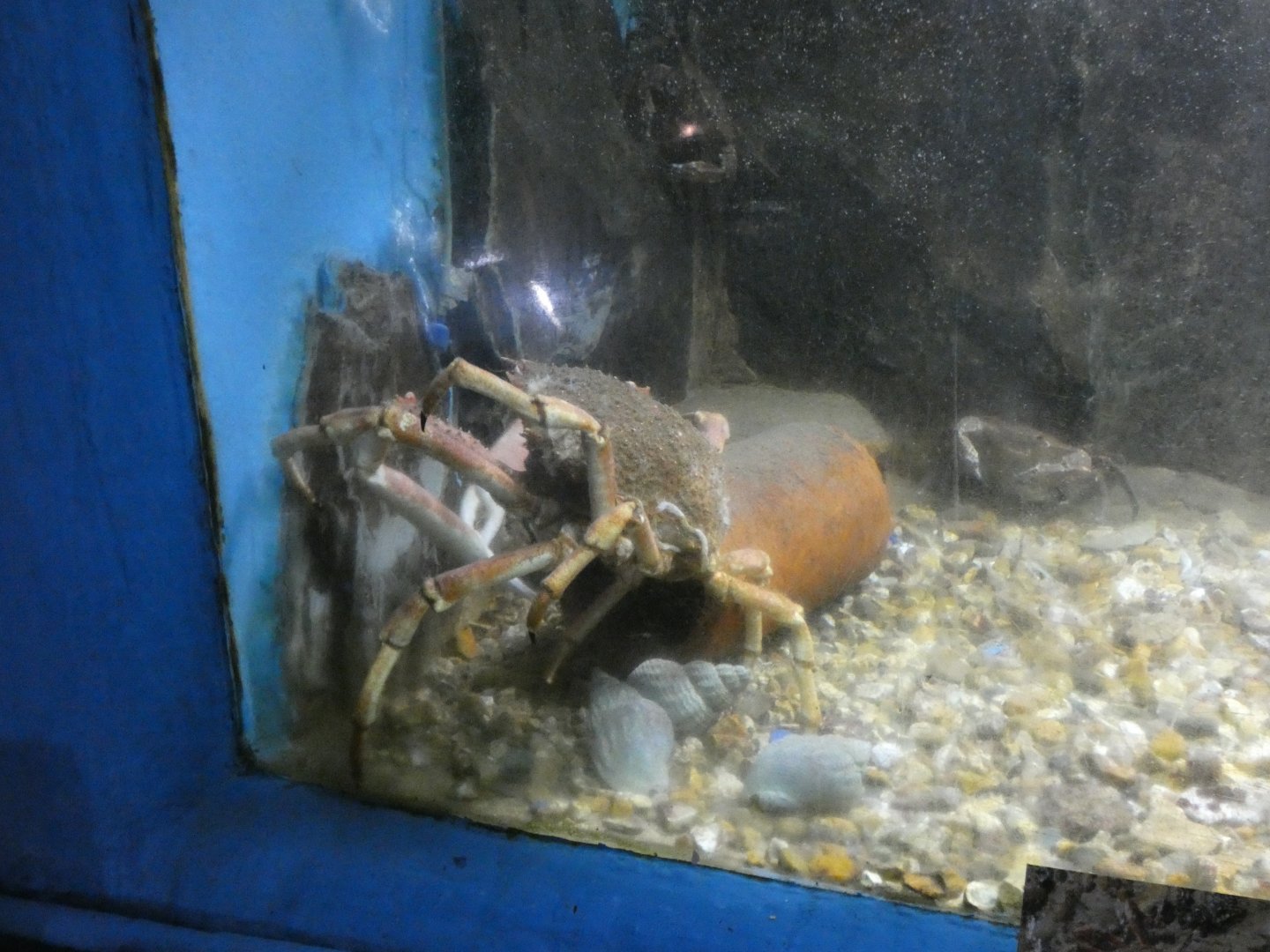 Spider Crab (Fowey Aquarium)