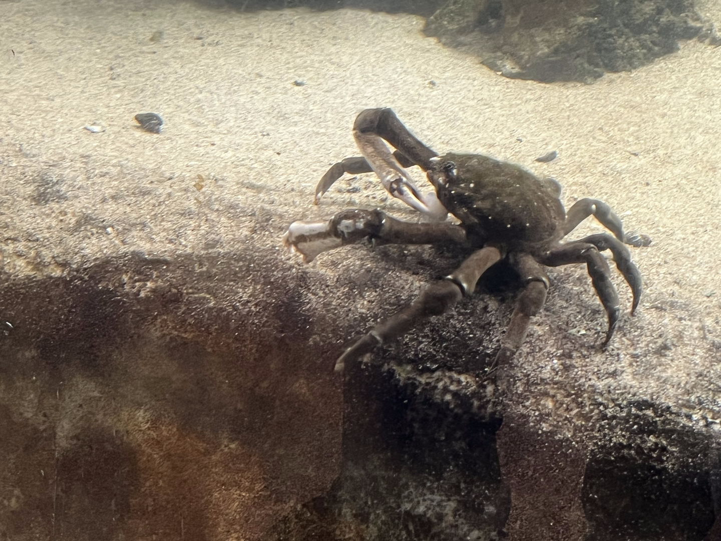 Spider crab ID