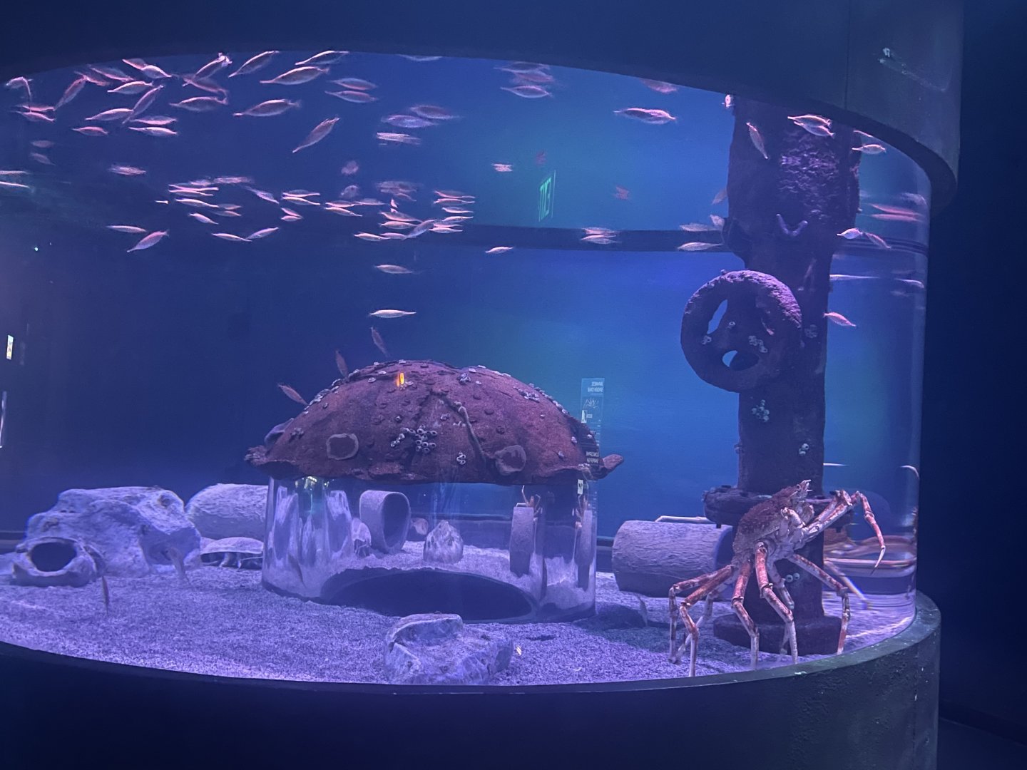 Spider Crab Tank