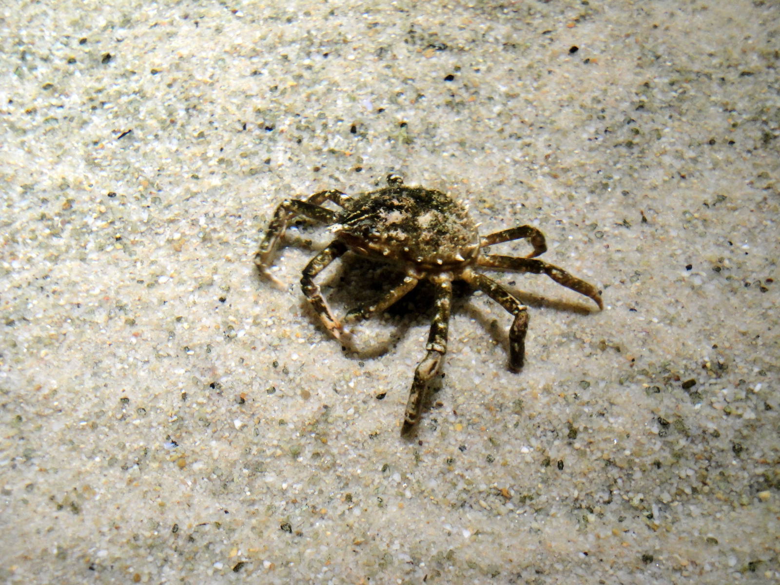Spider Crab