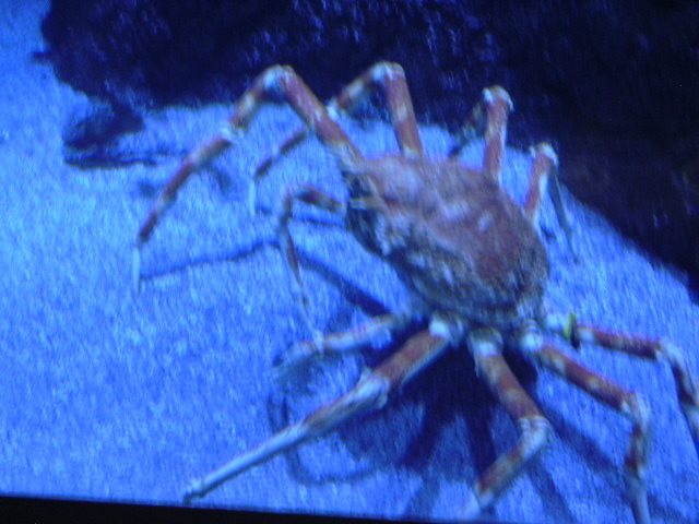 Spider Crab