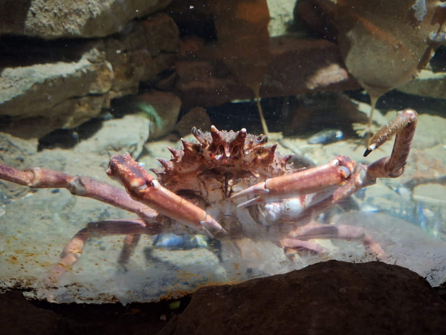 Spider Crab
