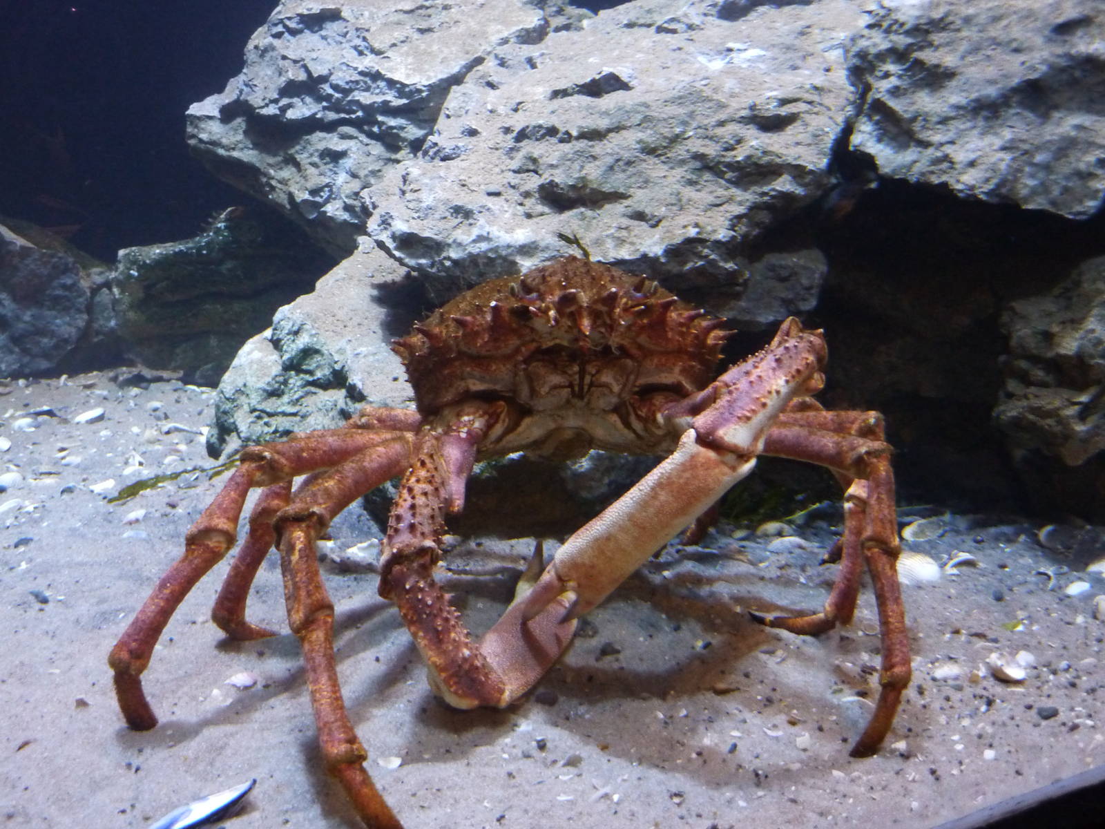 Spider crab
