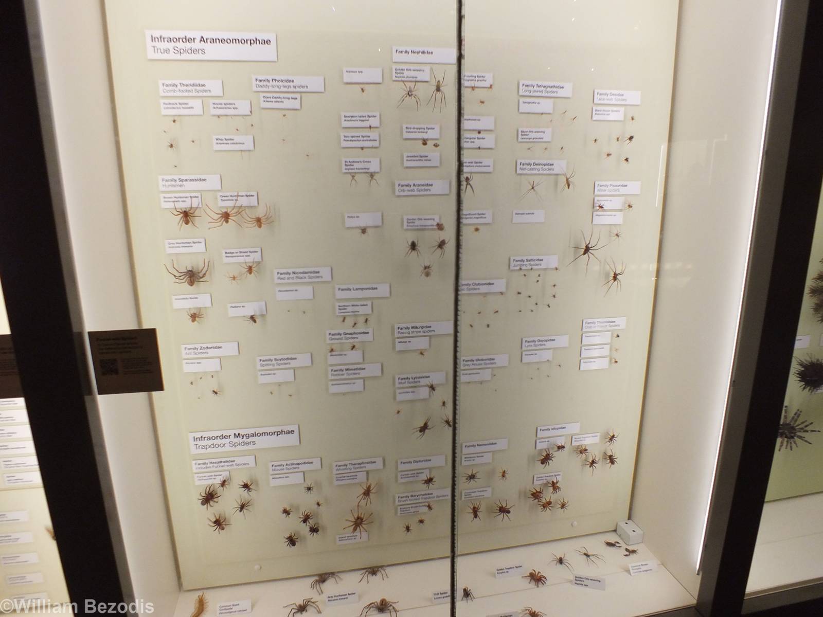 Spider Display - Queensland Museum